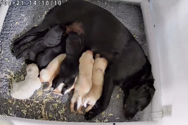 Labrador Retriever