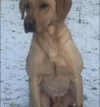 Zak