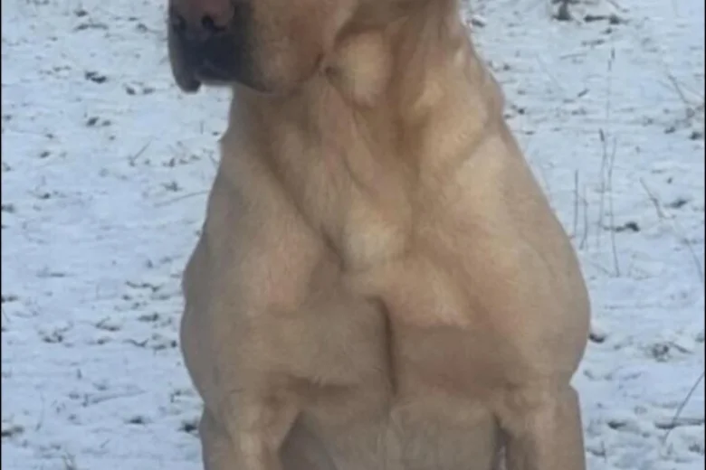 Labrador Retriever
