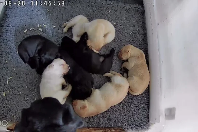 Labrador Retriever