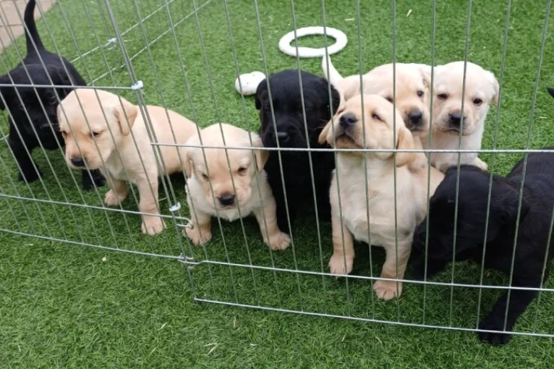 Labrador Retriever
