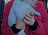 Puppy 2