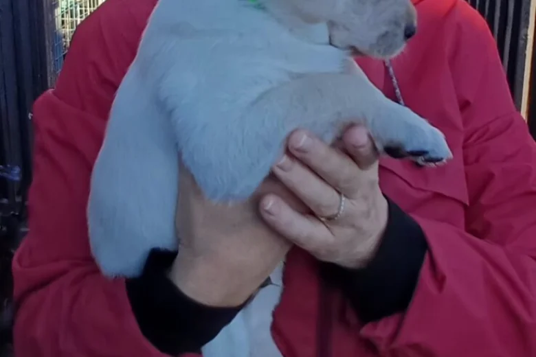 Labrador Retriever