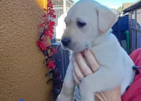 Puppy 3