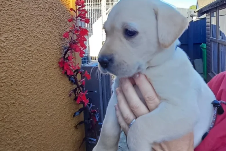 Labrador Retriever