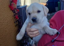 Puppy 1