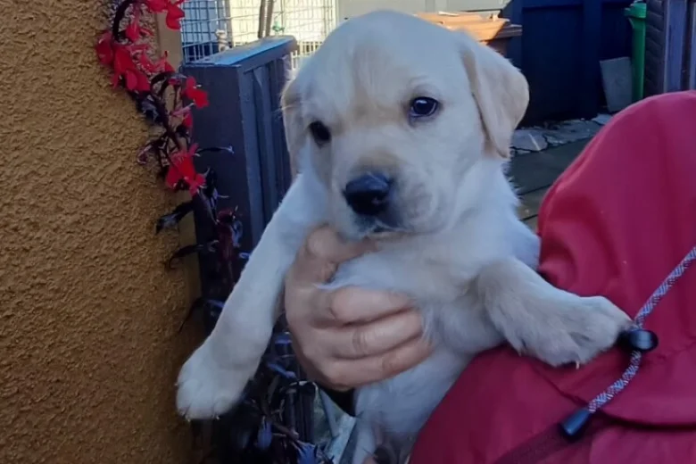 Labrador Retriever