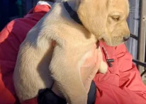 Puppy 4