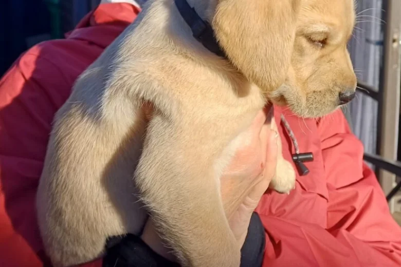 Labrador Retriever