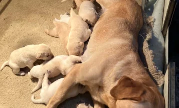 Labrador Retriever