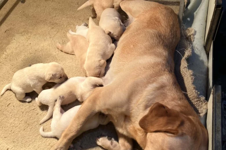 Labrador Retriever