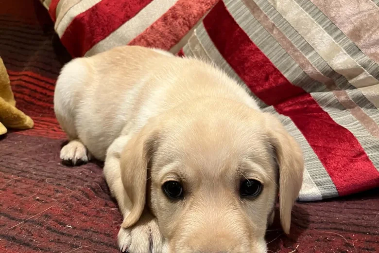 Labrador Retriever