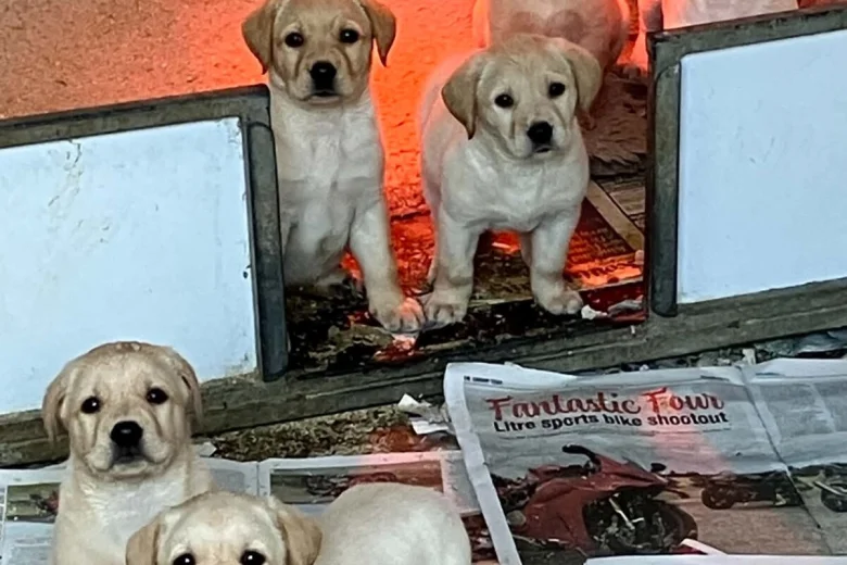 Labrador Retriever