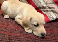 Puppy 1