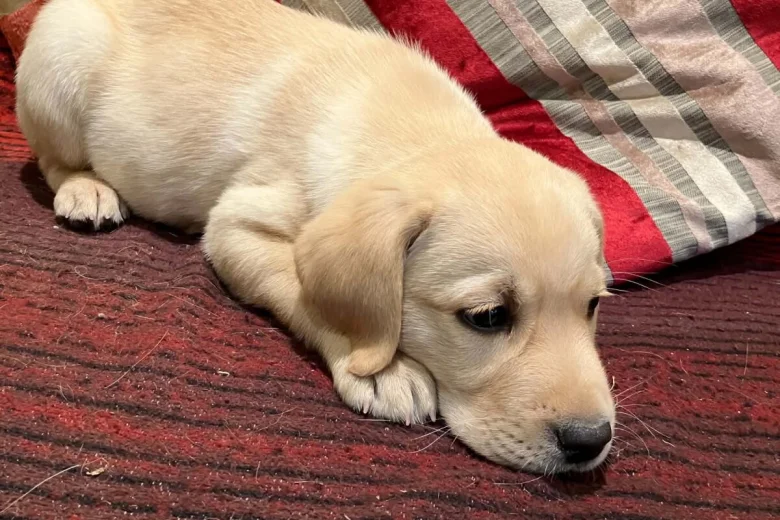 Labrador Retriever