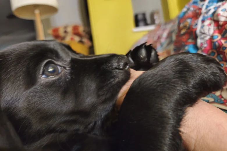 Labrador Retriever