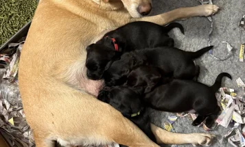 Labrador Retriever