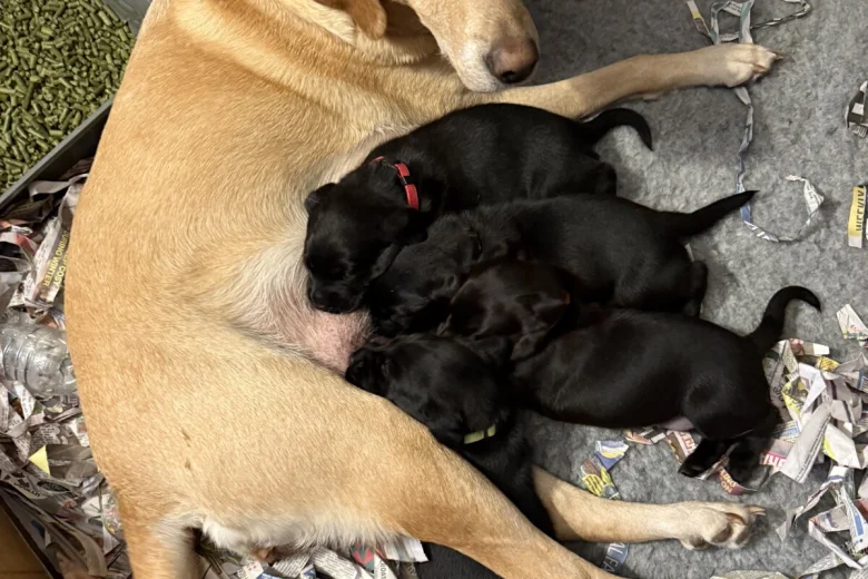 Labrador Retriever