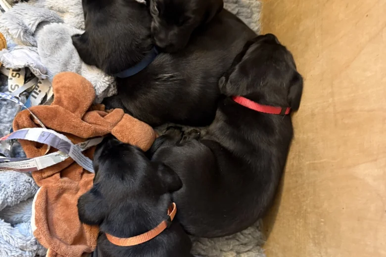 Labrador Retriever