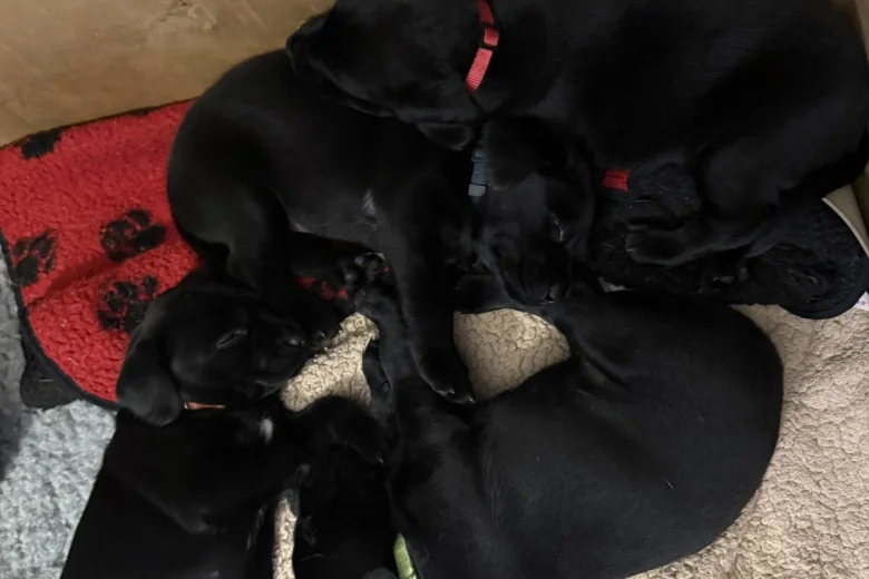 Labrador Retriever