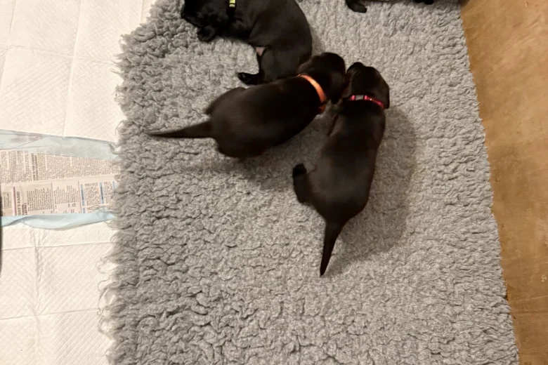 Labrador Retriever