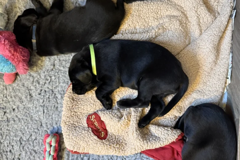 Labrador Retriever