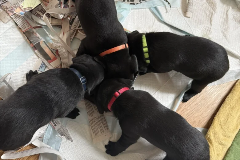 Labrador Retriever