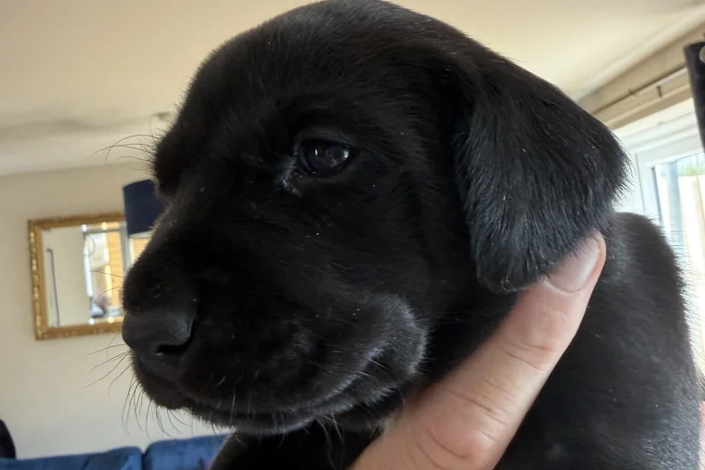 Labrador Retriever