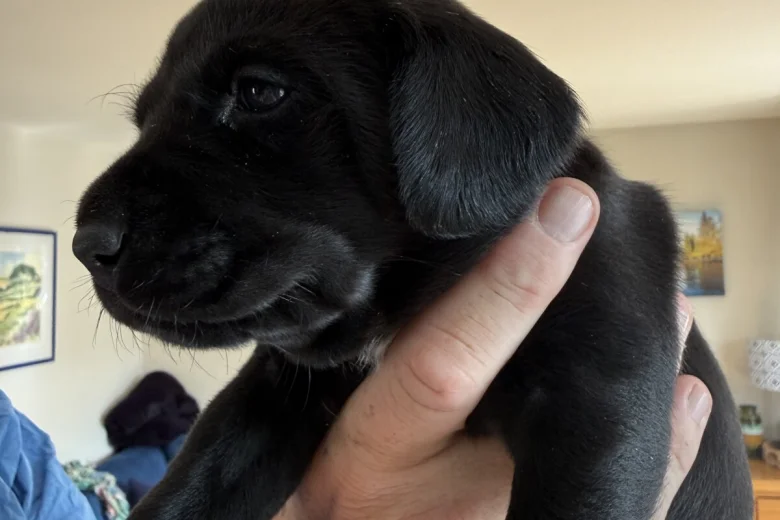 Labrador Retriever