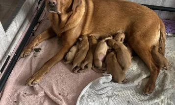 Labrador Retriever