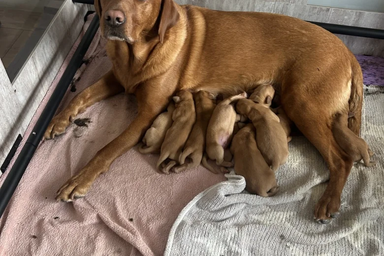 Labrador Retriever