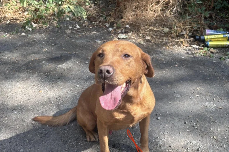 Labrador Retriever