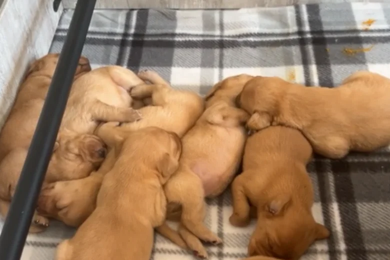 Labrador Retriever