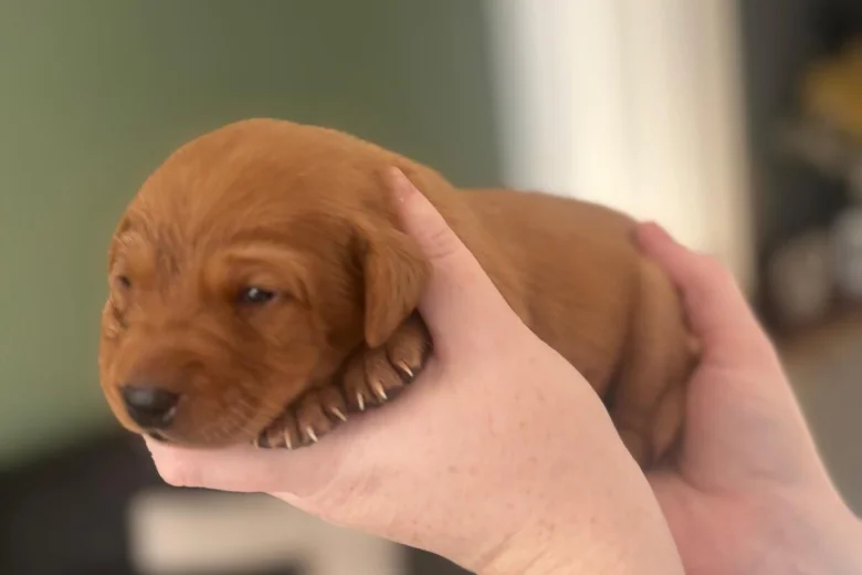 Labrador Retriever