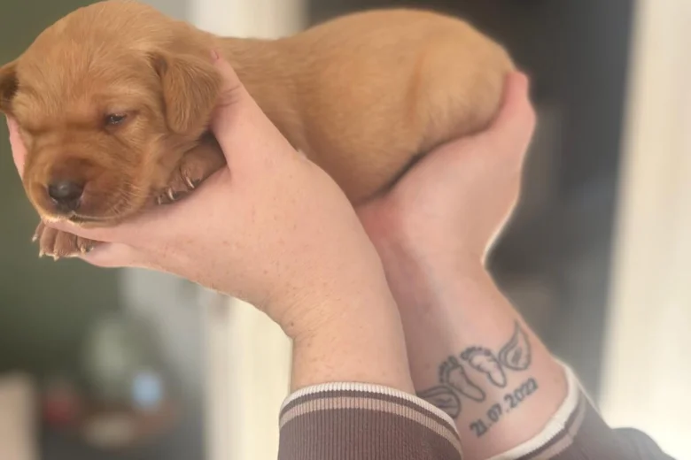 Labrador Retriever