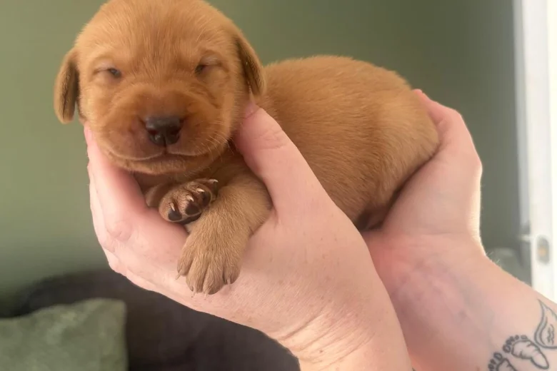 Labrador Retriever