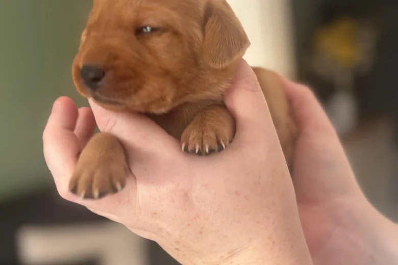 Labrador Retriever