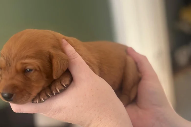 Labrador Retriever