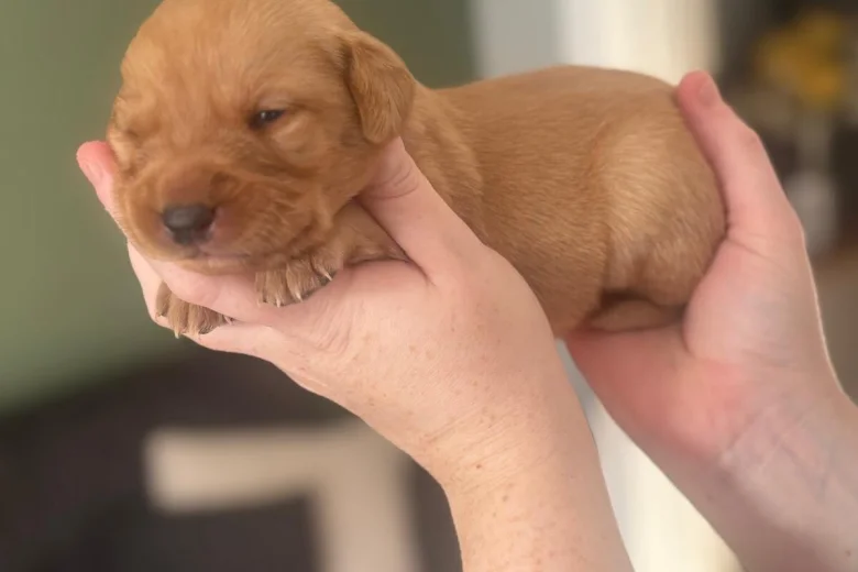 Labrador Retriever