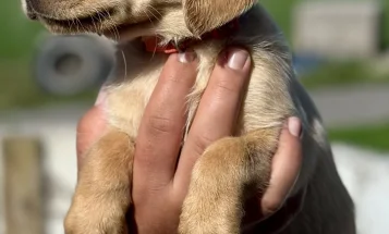 Labrador Retriever