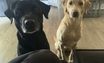 Labrador Retriever