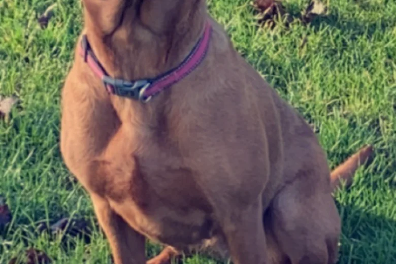 Labrador Retriever