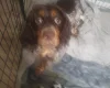 Cocker Spaniel (Working)