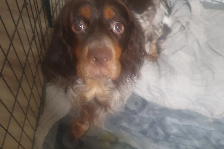Cocker Spaniel (Working)