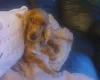 Cocker Spaniel (Working)