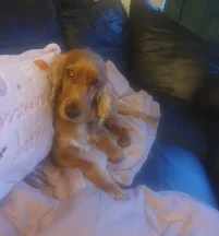 Ted