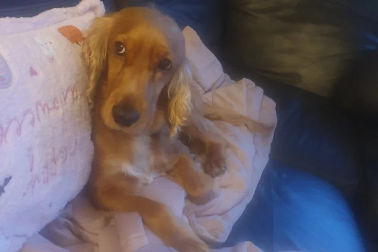Cocker Spaniel (Working)