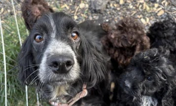 Cockapoo