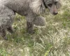 Cockapoo