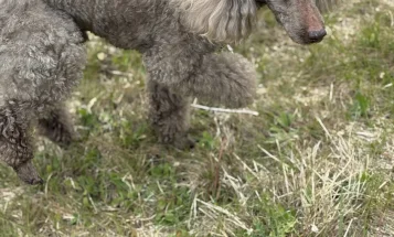 Cockapoo